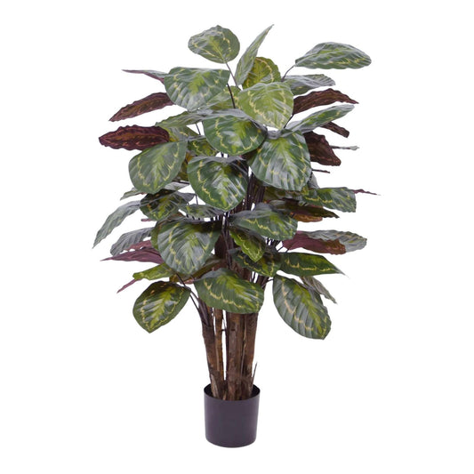 Calathea Roseopicta umělá