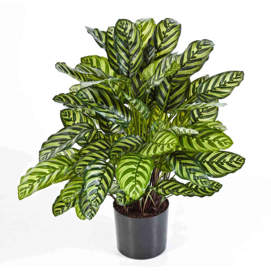Calathea umělá