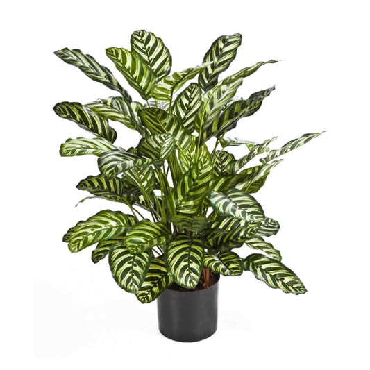 Calathea umělá