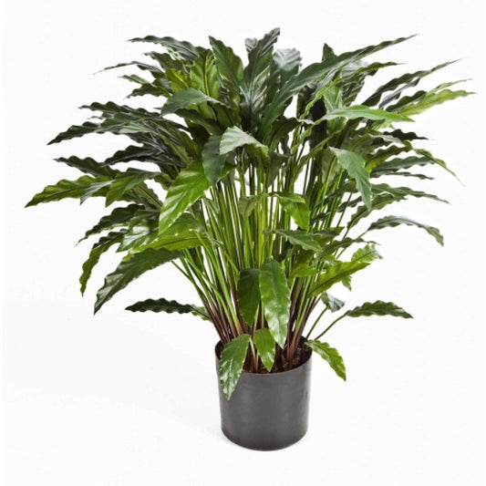 Calathea umělá