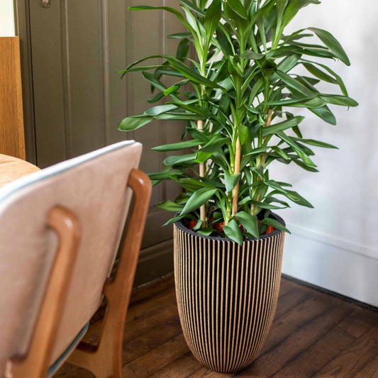 Capi Nature Groove NL Vase Elegant Low Black Gold