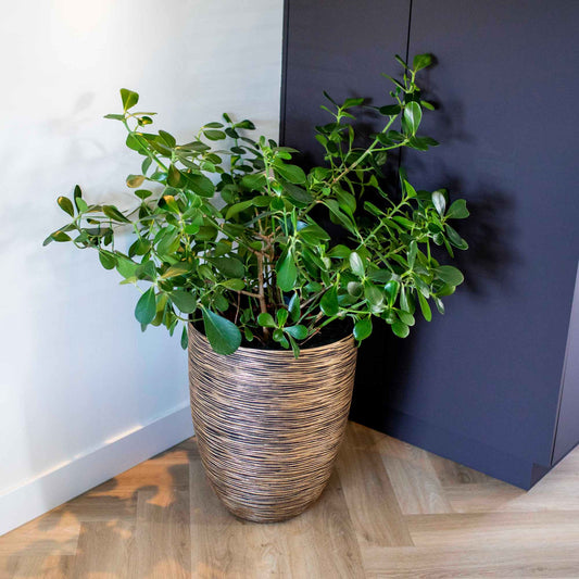 Capi Nature Rib NL Vase Elegant Deluxe Black Gold