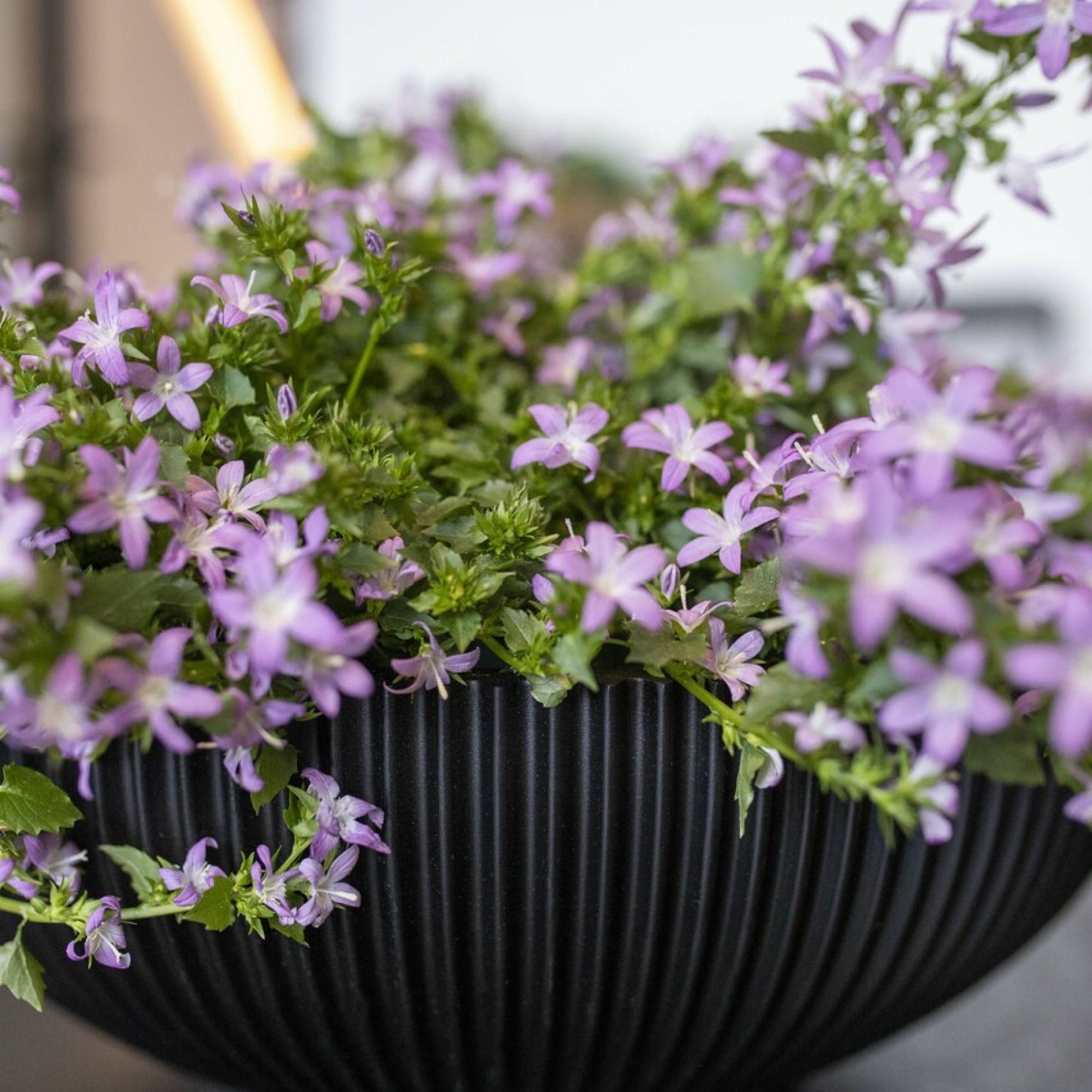 Capi Nature Groove Bowl Intense Black
