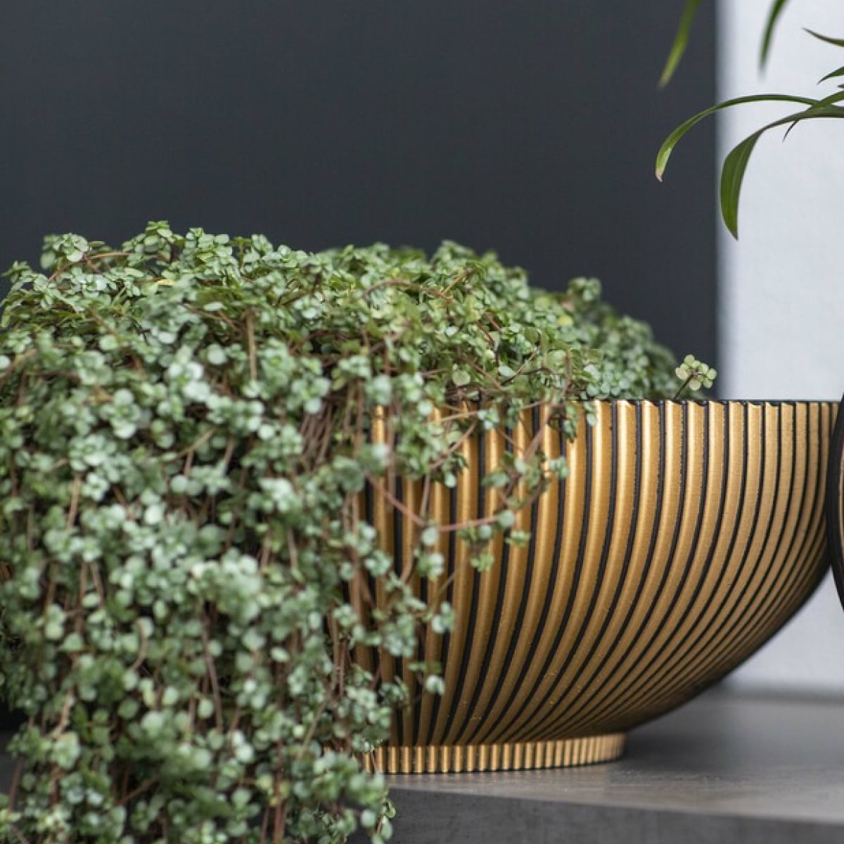 Capi Nature Groove Bowl Black Gold