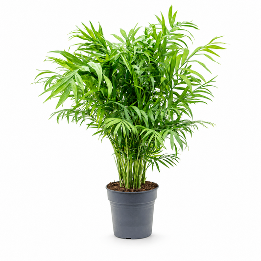 Chamaedorea elegans 70 cm