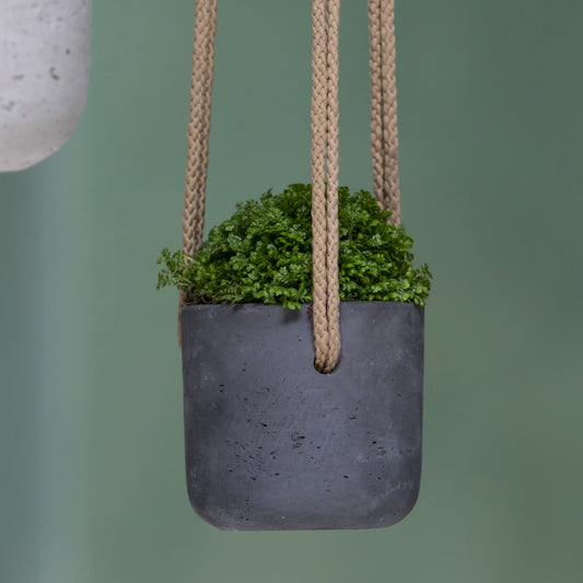 Charlie Black Washed (Hanging)