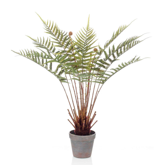 Dicksonia umělá