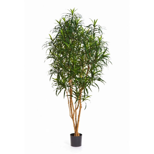 Dracaena Anita umělá