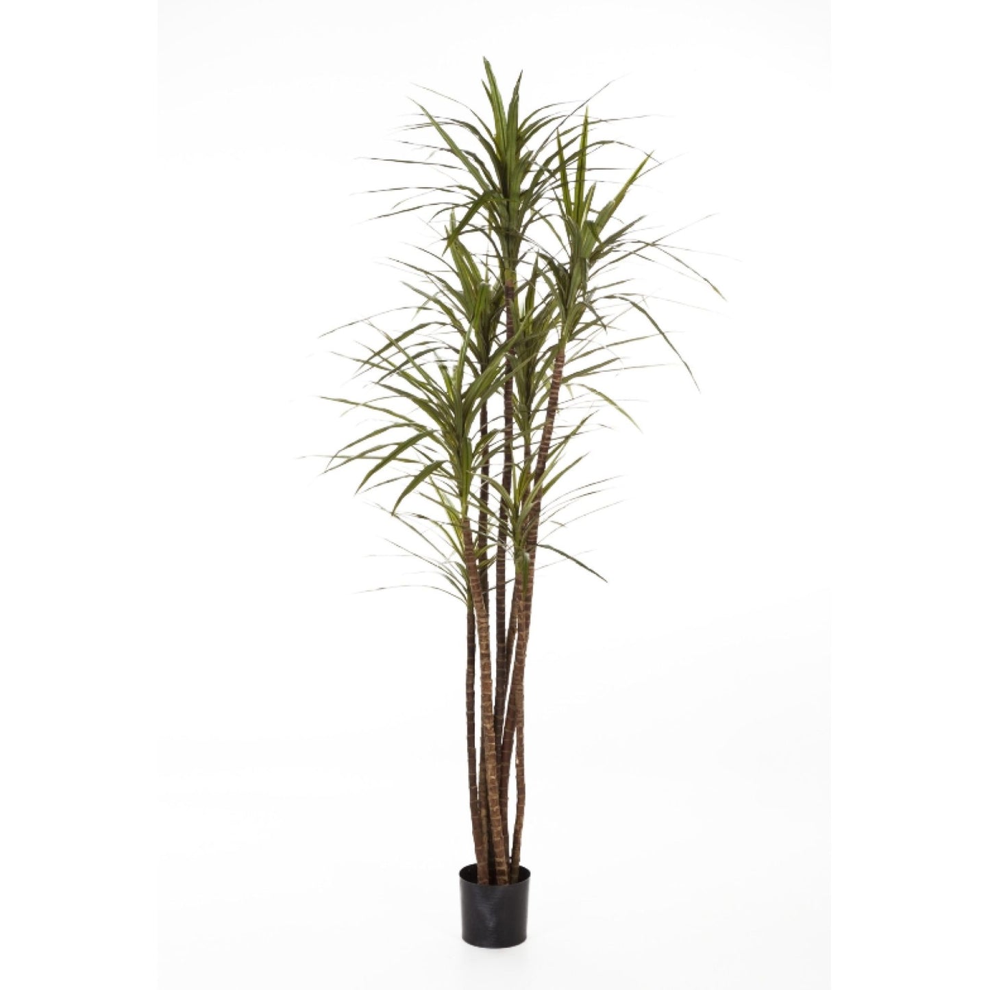 Dracaena Magenta umělá