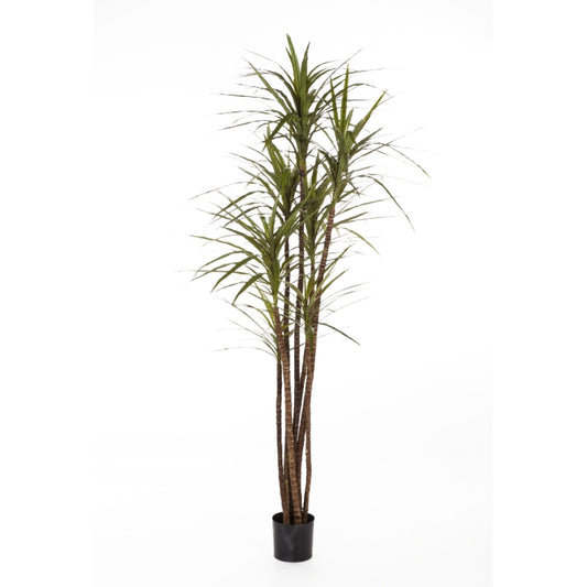 Dracaena Magenta umělá