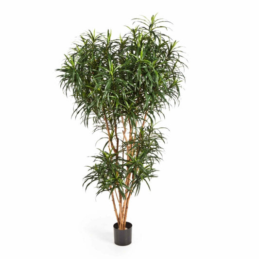 Dracaena Reflexa Anita umělá