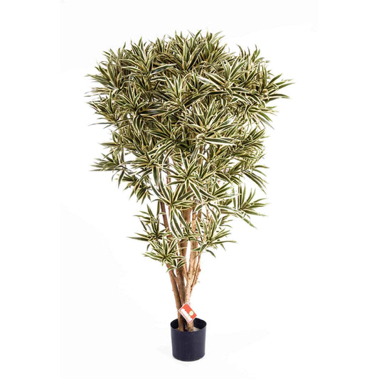 Dracaena Reflexa India umělá