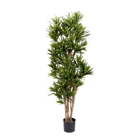 Dracaena Reflexa umělá