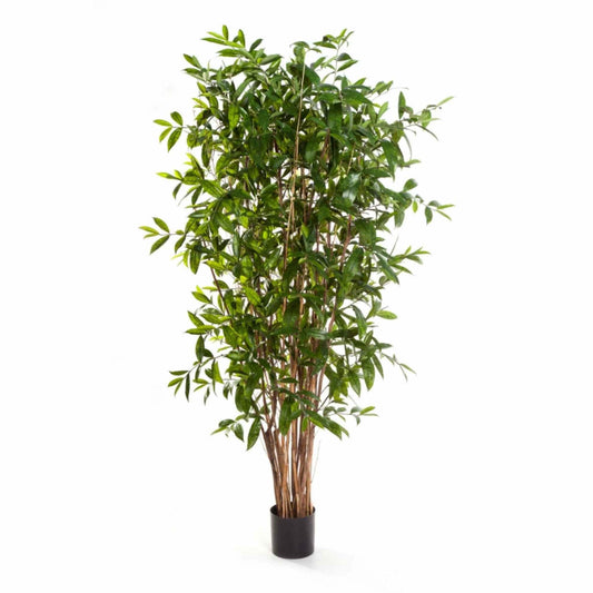 Dracaena Surculosa umělá