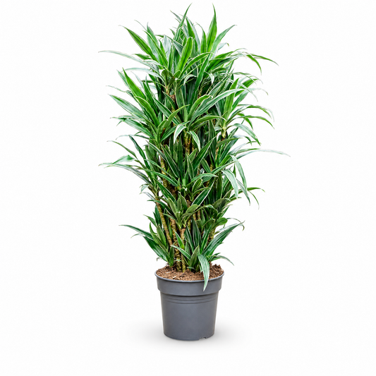 Dracaena deremensis 'Warneckei' 140 cm