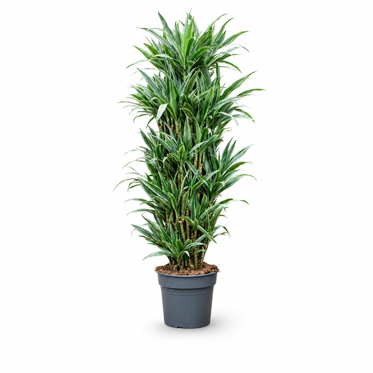 Dracaena deremensis 'Warneckei' 170 cm