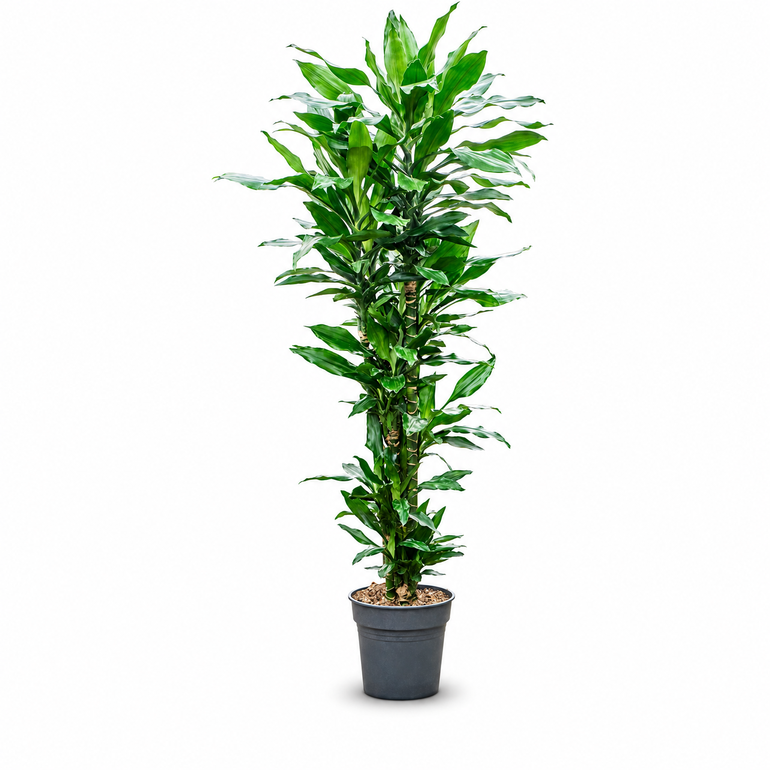 Dracaena fragrans 'Burundii' (130-150) 130 cm
