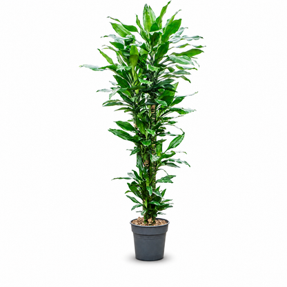 Dracaena fragrans 'Burundii' (130-150) 130 cm