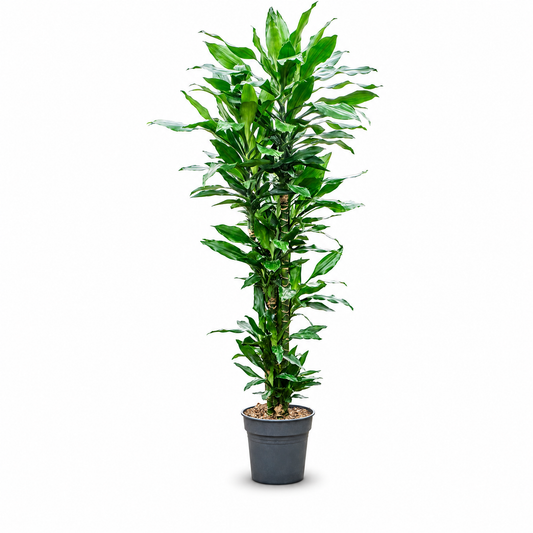 Dracaena fragrans 'Burundii' (130-150) 130 cm