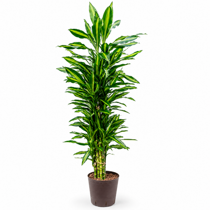 Dracaena fragrans 'Cintho 160 cm