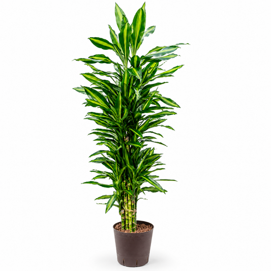 Dracaena fragrans 'Cintho 160 cm