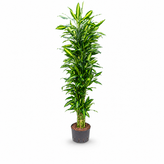 Dracaena fragrans 'Cintho' 185 cm
