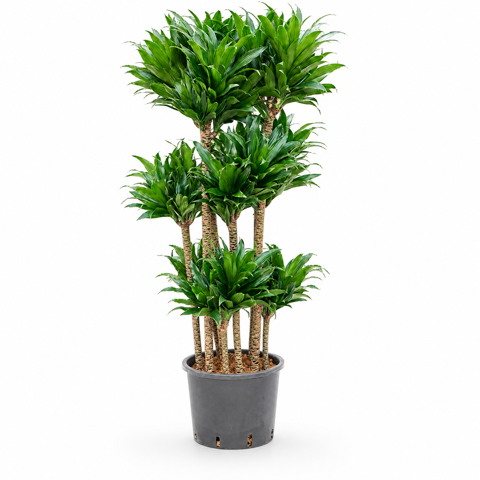 Dracaena fragrans 'Compacta' 140 cm
