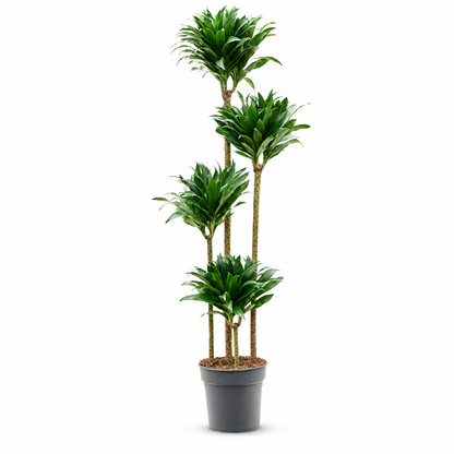 Dracaena fragrans 'Compacta' 160 cm