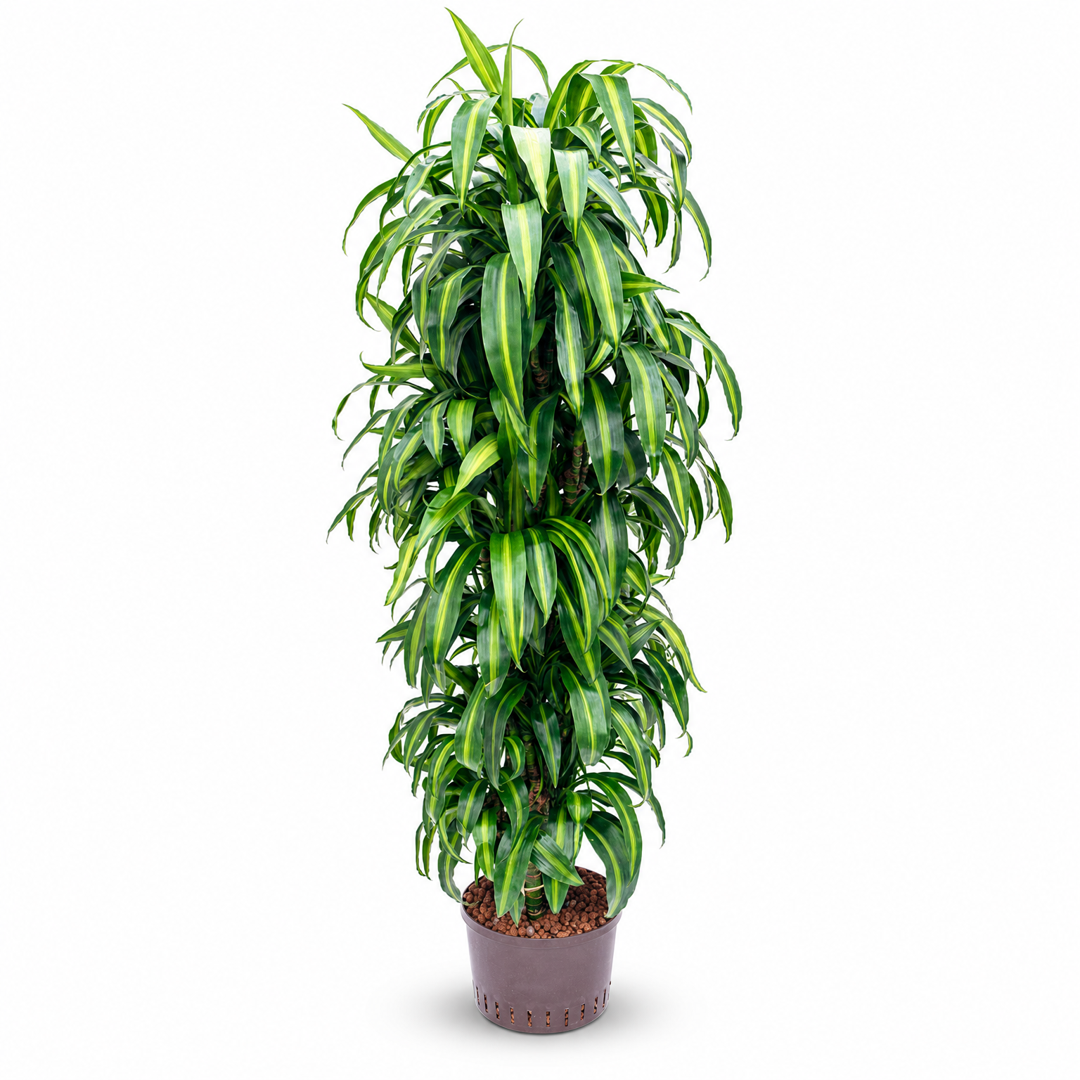 Dracaena-fragrans-Hawaiian-Sunshine-170-cm-produkt.png?v=1784551112