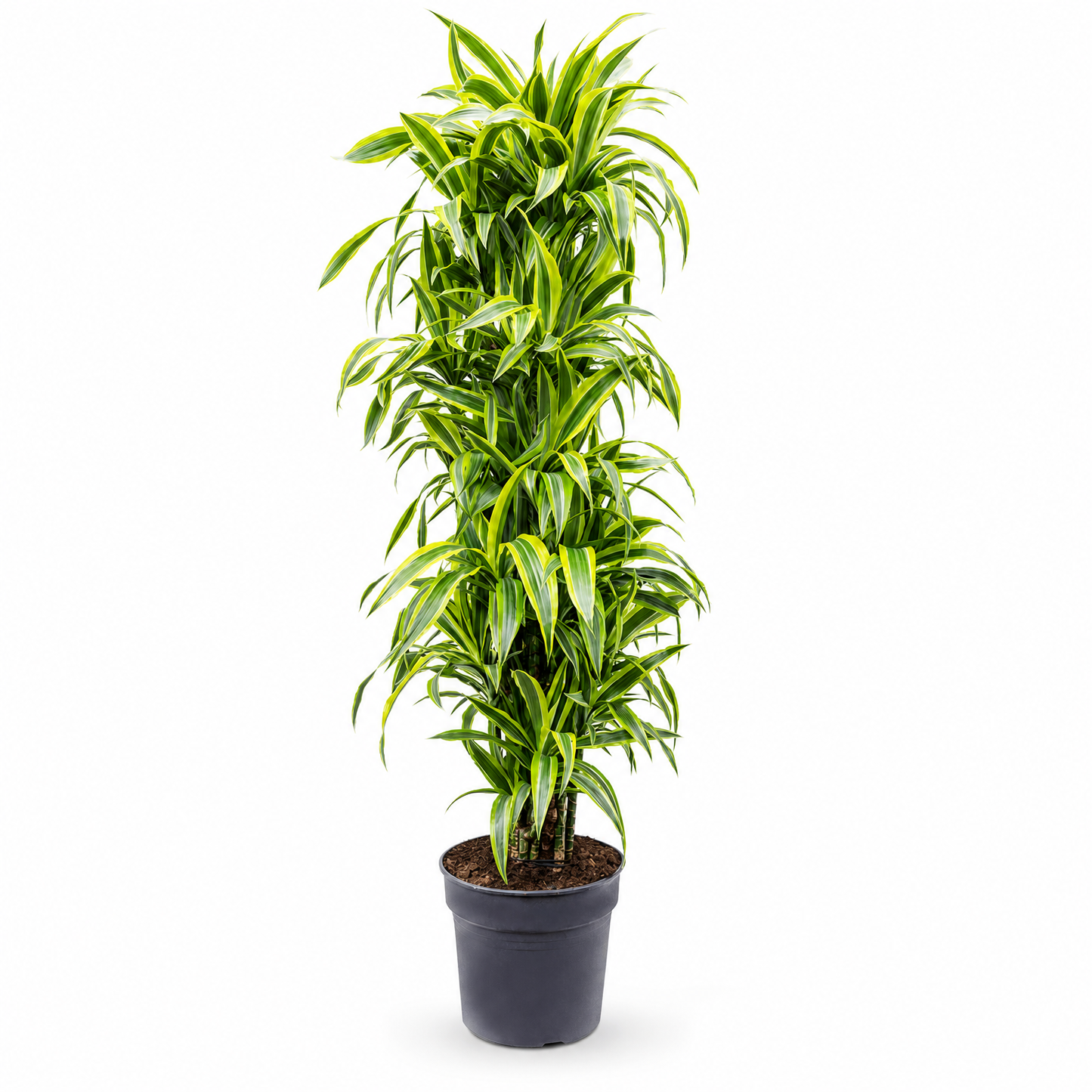 Dracaena fragrans 'Lemon Lime' 160 cm