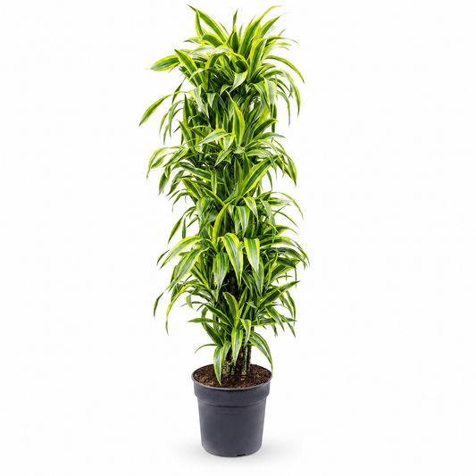 Dracaena fragrans 'Lemon Lime' 160 cm