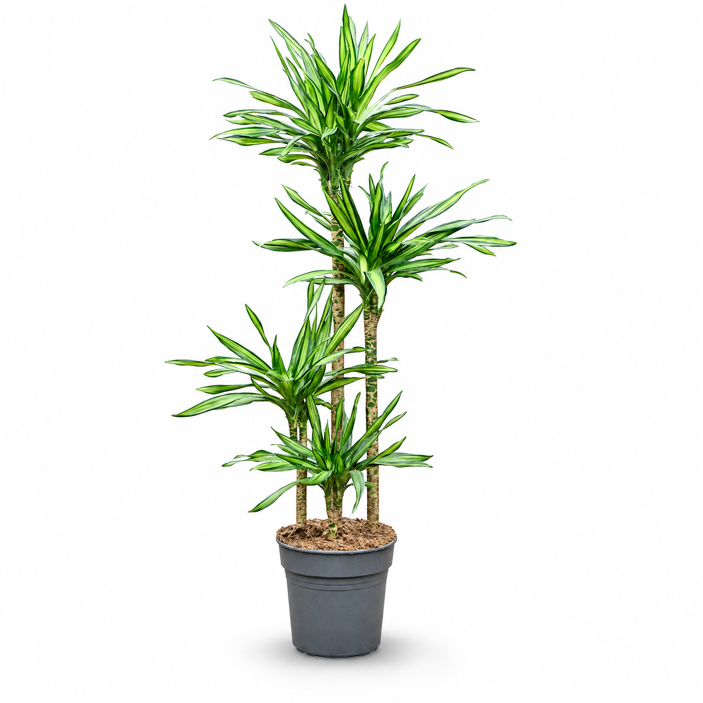 Dracaena fragrans 'Riki' 150 cm