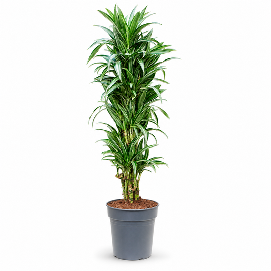 Dracaena fragrans 'Ulises' 140 cm