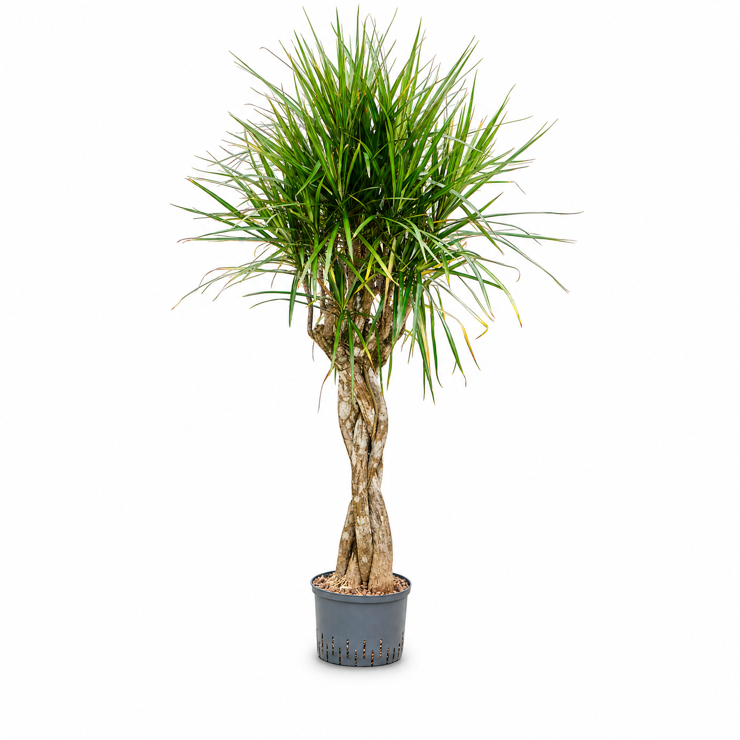 Dracaena marginata 150 cm