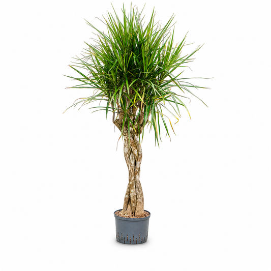 Dracaena marginata 150 cm