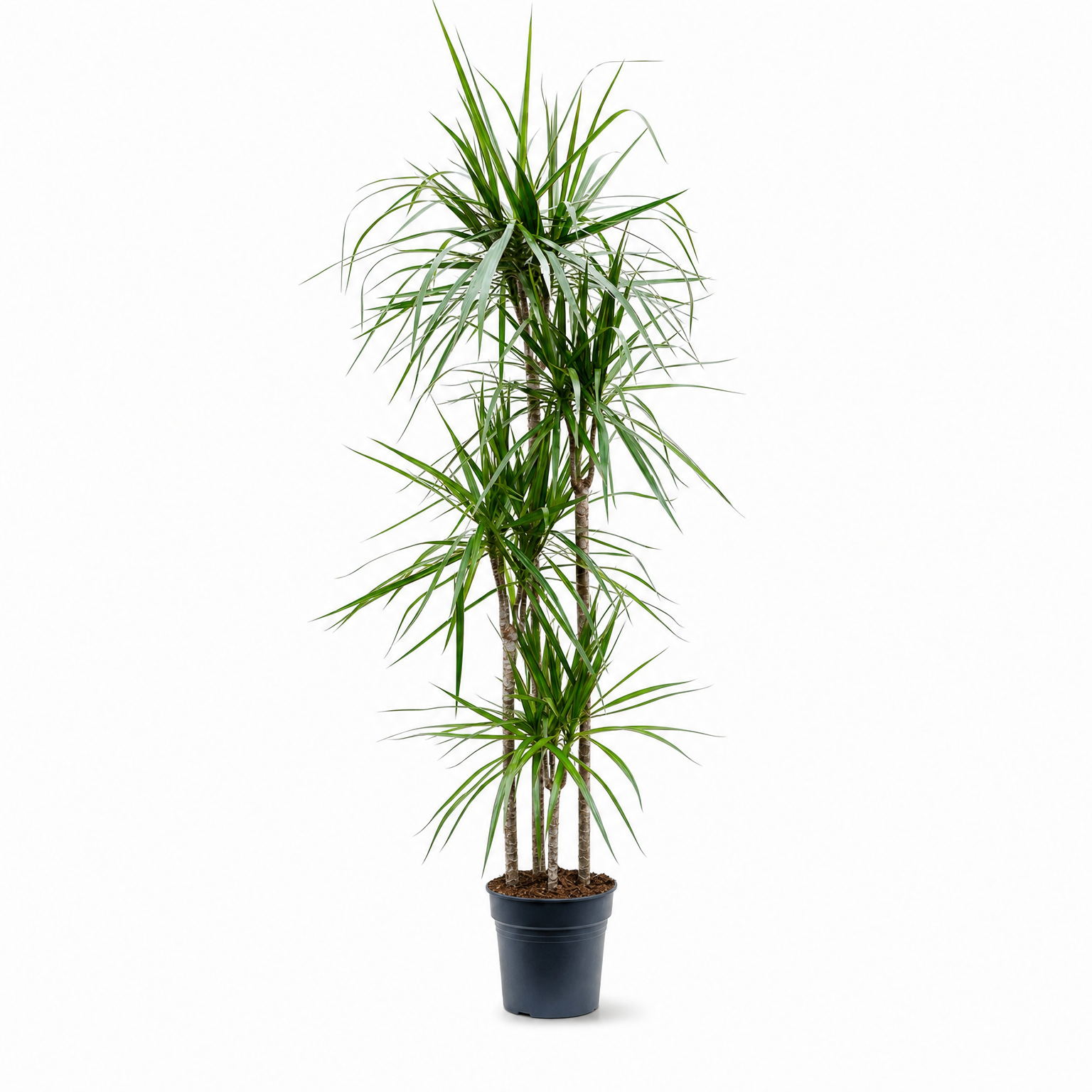 Dracaena marginata 180 cm