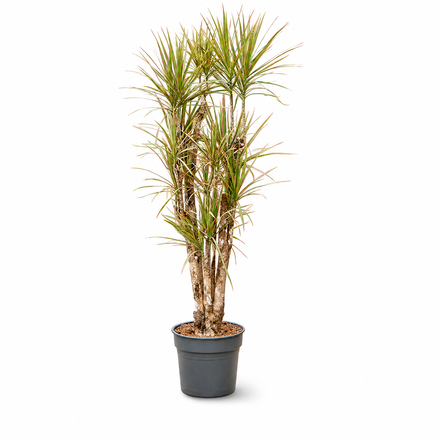 Dracaena marginata 'Bicolor' 180 cm