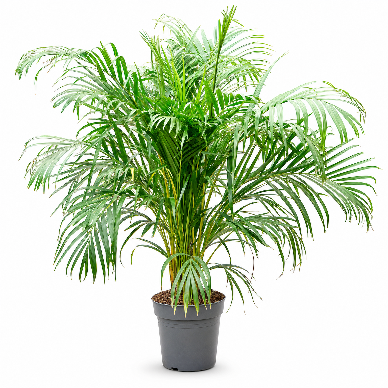 Dypsis (Areca) lutescens 140 cm