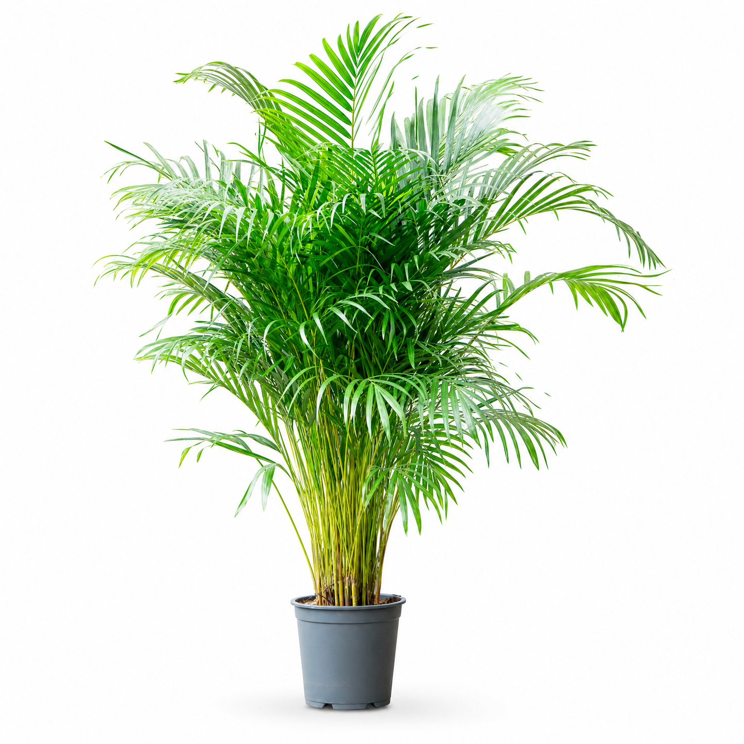 Dypsis (Areca) lutescens 170 cm