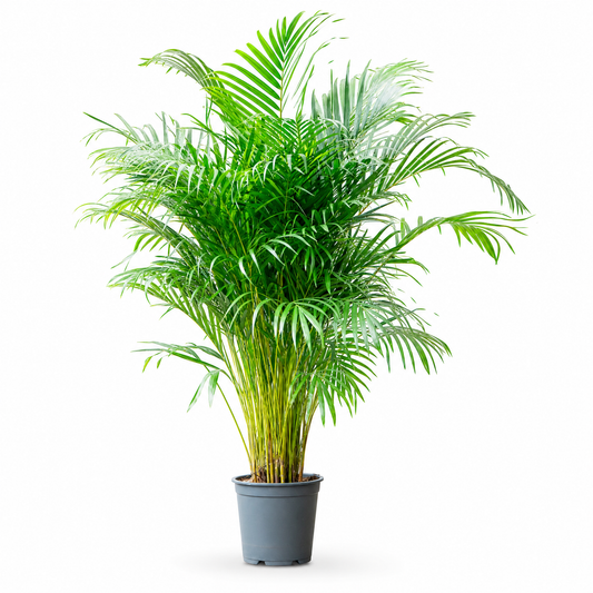 Dypsis (Areca) lutescens 170 cm
