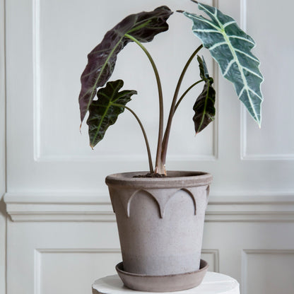 Elizabeth RAW Grey