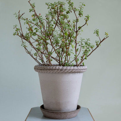 Emilia RAW Grey
