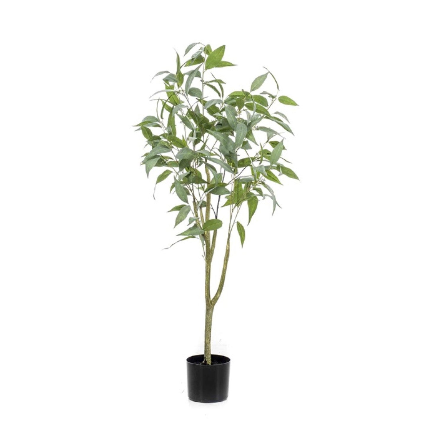 Eucalyptus Globulus umělý