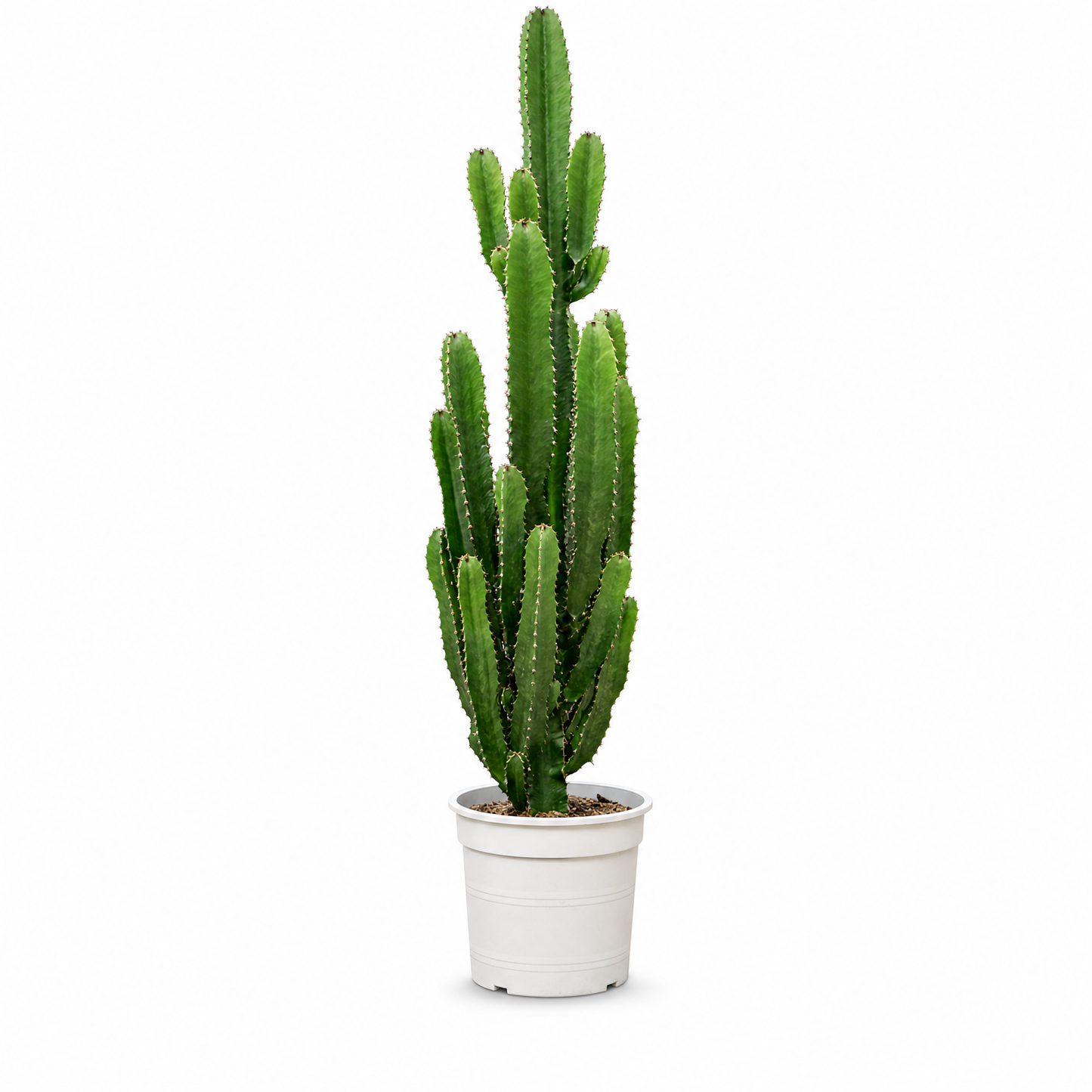 Euphorbia acrurensis 120 cm