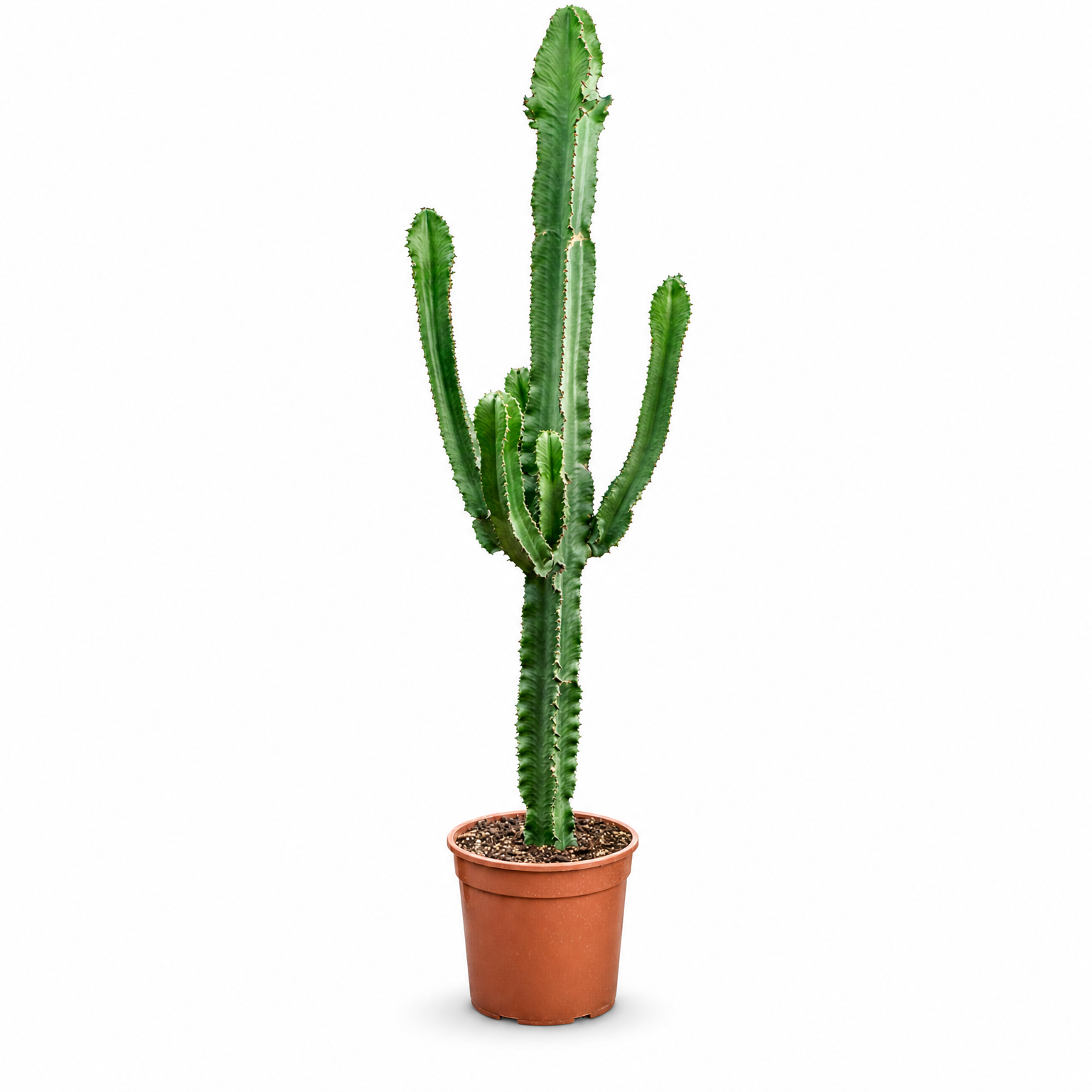 Euphorbia erytrea 145 cm