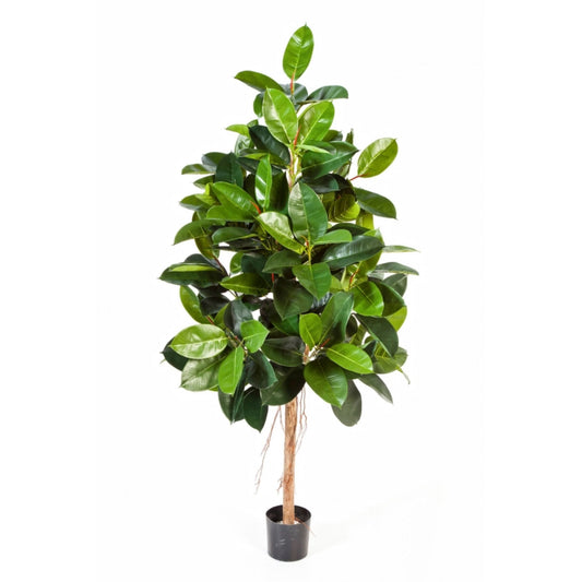 Ficus Elastica umělý
