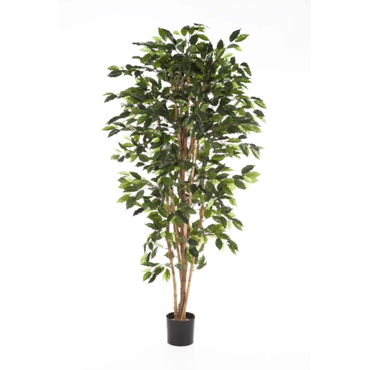 Ficus Nitida umělý