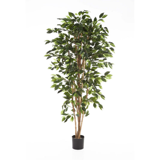 Ficus Nitida umělý