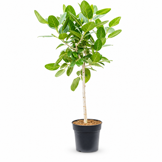 Ficus benghalensis 'Audrey' 130 cm