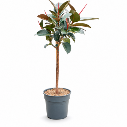 Ficus elastica 'Abidjan' 130 cm